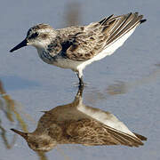 Semipalmated Sandpiper