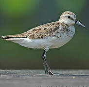 Semipalmated Sandpiper