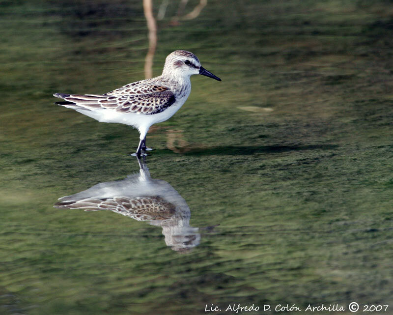 Semipalmated Sandpiper