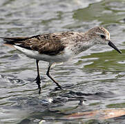 Semipalmated Sandpiper