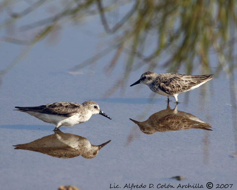 Semipalmated Sandpiper