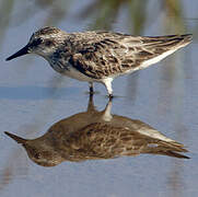 Semipalmated Sandpiper