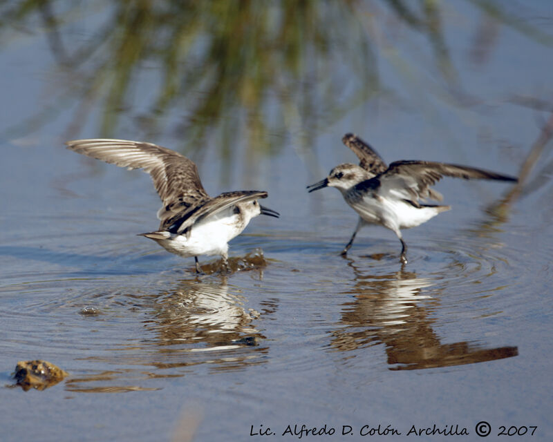 Semipalmated Sandpiper