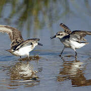 Semipalmated Sandpiper