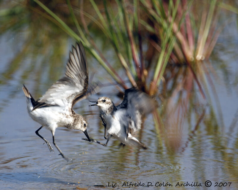 Semipalmated Sandpiper