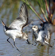 Semipalmated Sandpiper