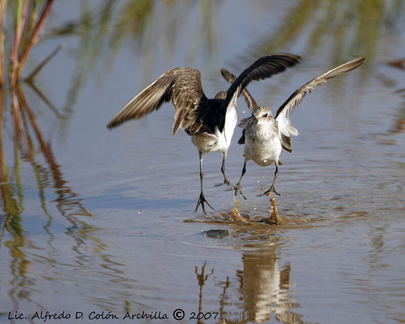 Semipalmated Sandpiper