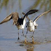 Semipalmated Sandpiper