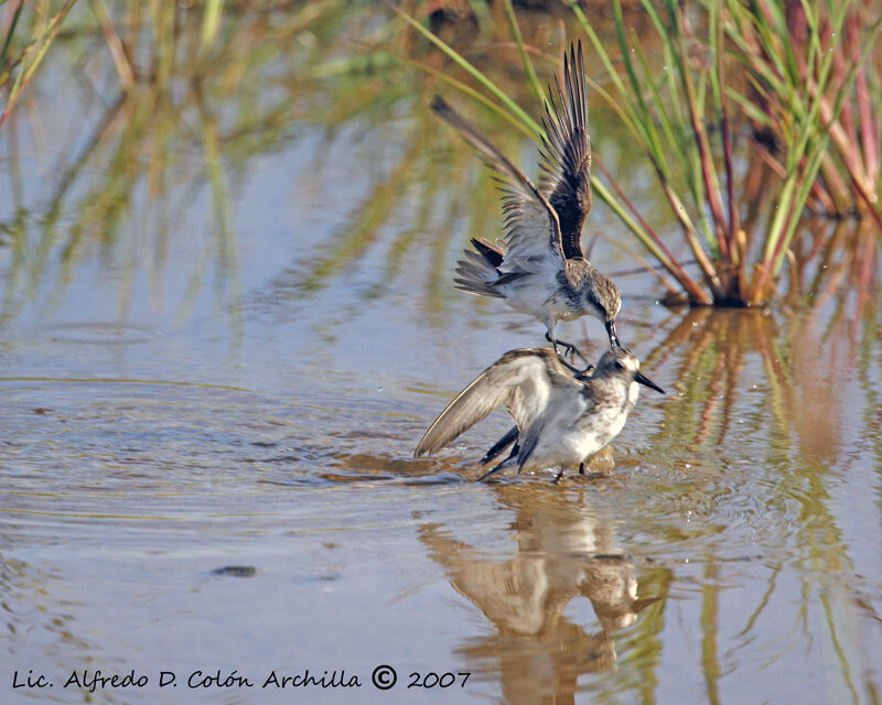 Semipalmated Sandpiper