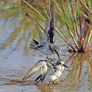 Semipalmated Sandpiper