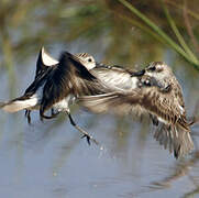 Semipalmated Sandpiper