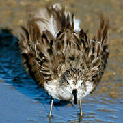 Semipalmated Sandpiper