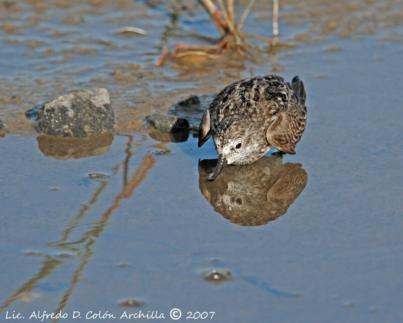 Semipalmated Sandpiper