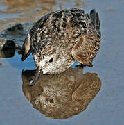 Semipalmated Sandpiper