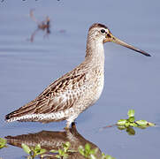 Short-billed Dowitcher