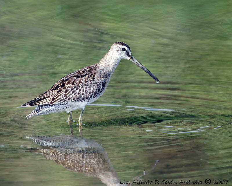 Short-billed Dowitcher