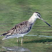 Short-billed Dowitcher