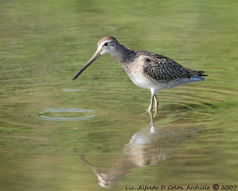 Short-billed Dowitcher