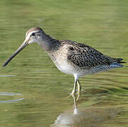 Short-billed Dowitcher