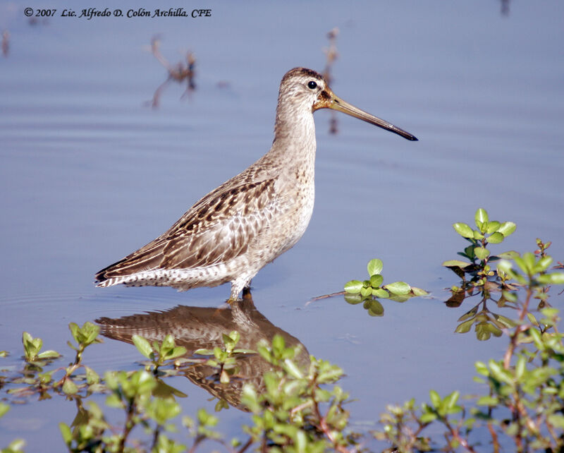 Short-billed Dowitcher