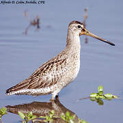 Short-billed Dowitcher