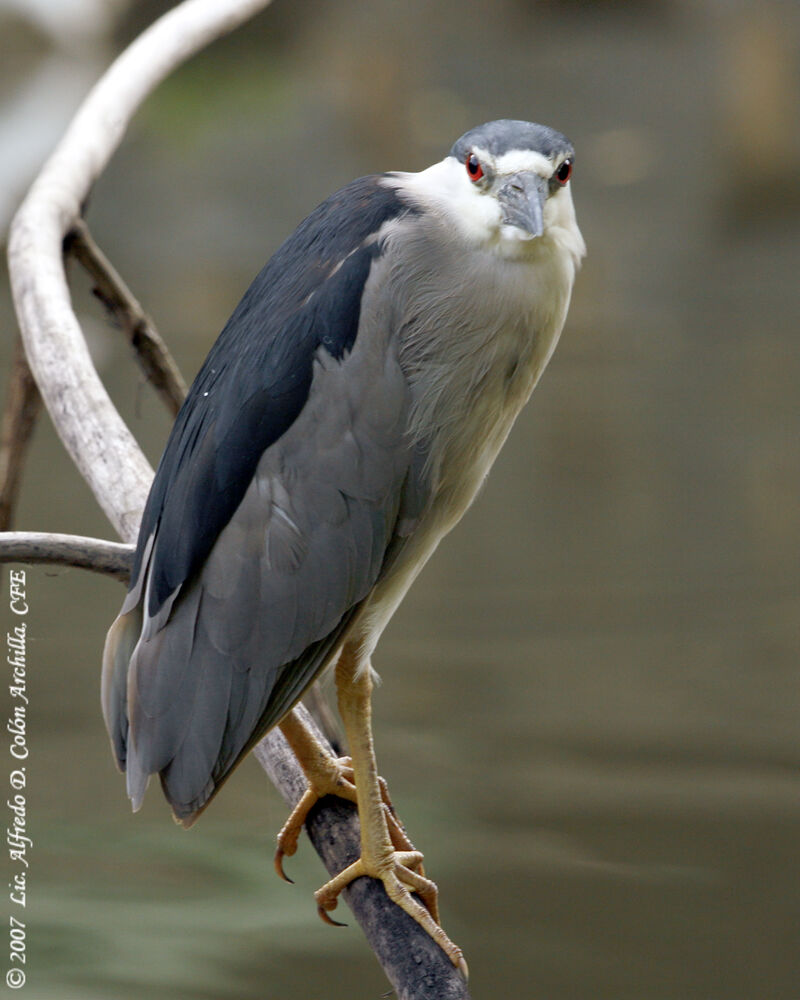 Bihoreau gris