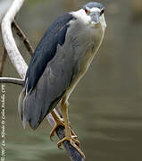 Black-crowned Night Heron