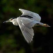 Black-crowned Night Heron