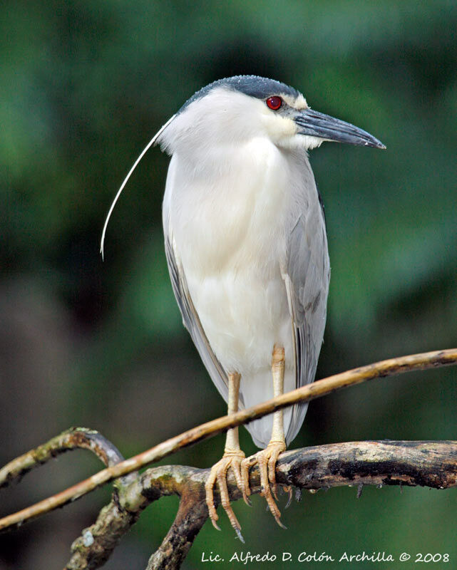 Black-crowned Night Heron