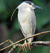 Black-crowned Night Heron