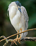 Black-crowned Night Heron