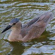 Bihoreau gris