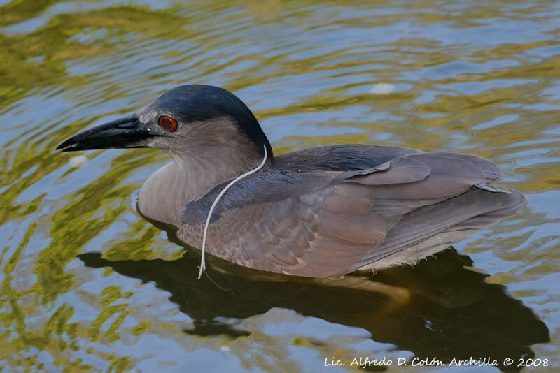 Black-crowned Night Heron