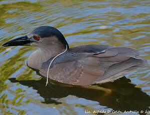 Bihoreau gris