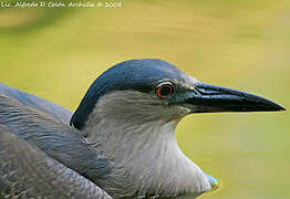 Black-crowned Night Heron