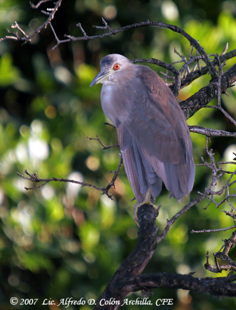 Black-crowned Night Heron