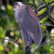 Black-crowned Night Heron