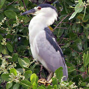 Black-crowned Night Heron