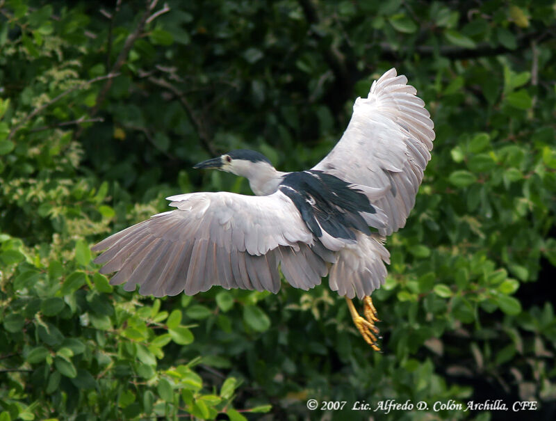 Black-crowned Night Heron