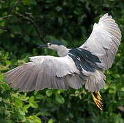 Black-crowned Night Heron