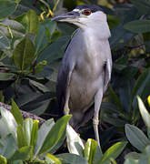 Black-crowned Night Heron