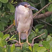 Black-crowned Night Heron