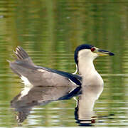 Black-crowned Night Heron