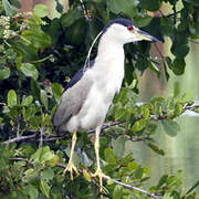 Black-crowned Night Heron