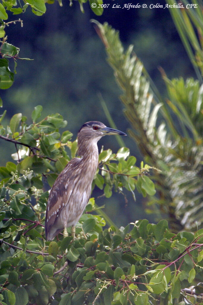 Black-crowned Night Heron