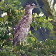 Black-crowned Night Heron