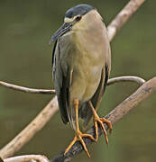 Black-crowned Night Heron