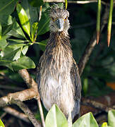 Yellow-crowned Night Heron