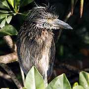 Yellow-crowned Night Heron