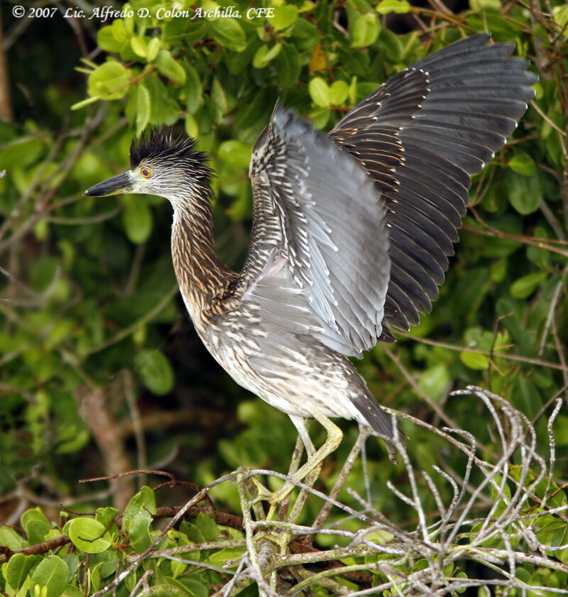 Yellow-crowned Night Heronjuvenile